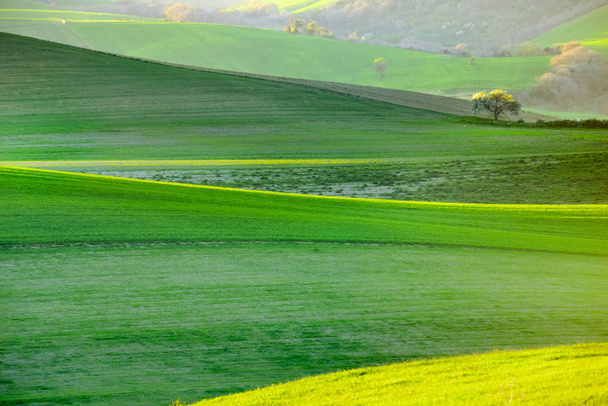 Mola branca árvores floridas em um fundo de uma colina verde, que é realçado pelo pôr do sol
 - Foto, Imagem