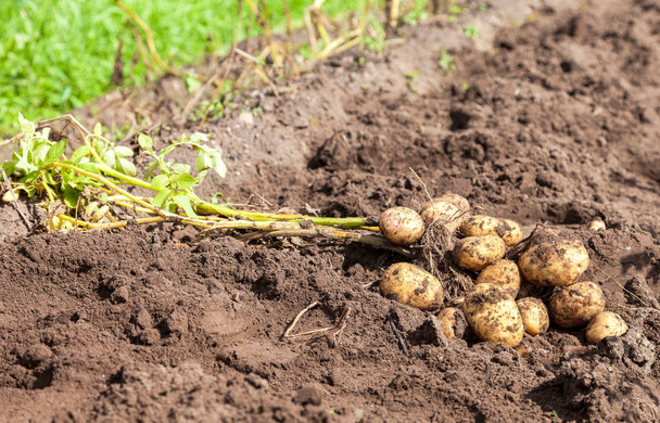 Freshly dug organic potatoes on the field in sunny day - Photo, Image
