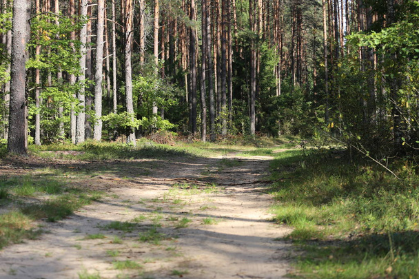 Country road in a wood - Фото, зображення