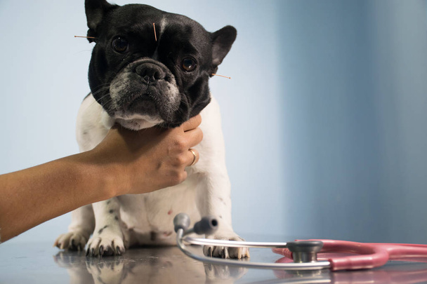 Veterinarian attending a dog in his clinic - Fotografie, Obrázek