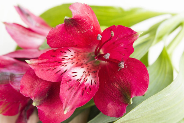 Flor de alstroemeria roja
 - Foto, imagen
