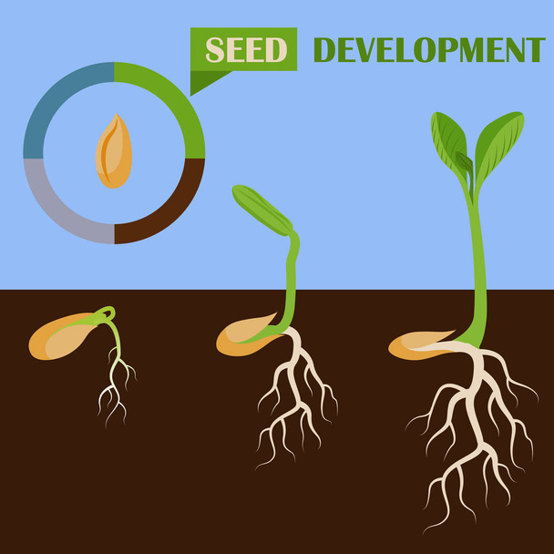 Set of plant seed development phases vector illustration - Vector, Image