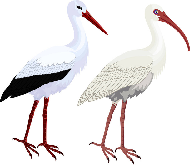 vector American White Ibis  and White stork - Vector, Image