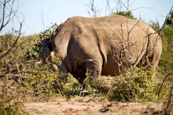   in south africa     wildlife     reserve and   rhinoceros - Photo, Image