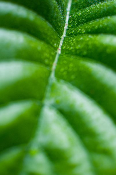Green leaf texture - Photo, Image