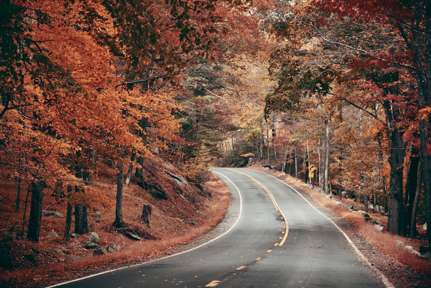 Autumn foliage in forest with road - 写真・画像
