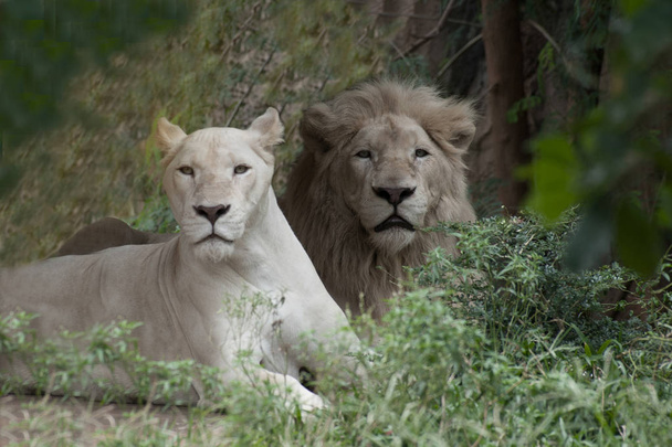 The white lion is occasionally in South Africa. - Fotó, kép