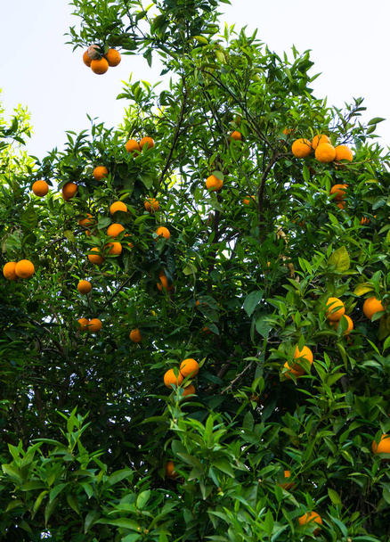 πορτοκαλί δέντρο. φρούτα του κήπου - Φωτογραφία, εικόνα