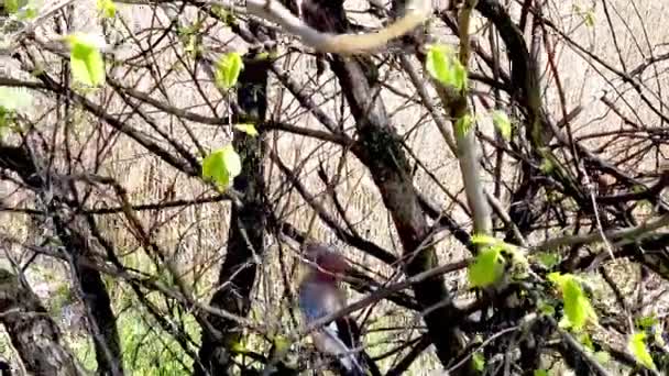 Jay springt tussen boomtakken - Video