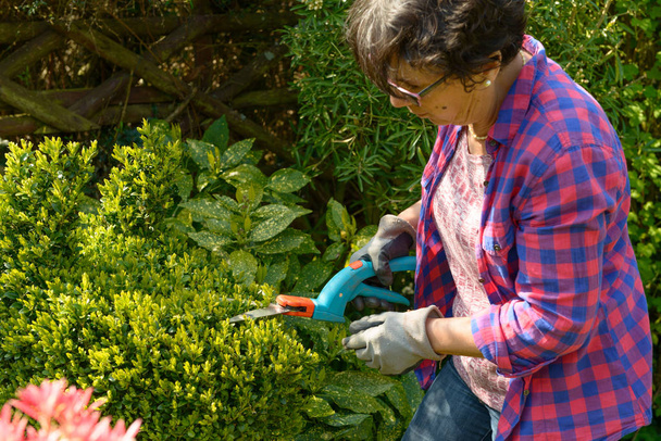 mulher jardinagem em seu belo jardim
. - Foto, Imagem