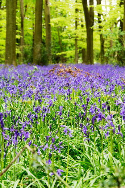 Campanas azules que crecen en un suelo de bosque inglés
 - Foto, Imagen