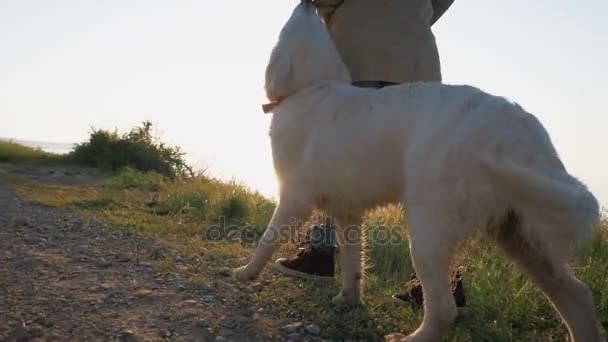 woman with Labrador Retriever Dog  - Кадри, відео