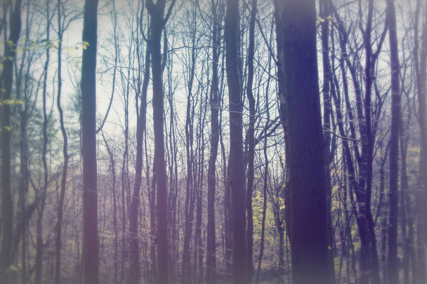Sol bajo a través de los árboles en el bosque
 - Foto, Imagen