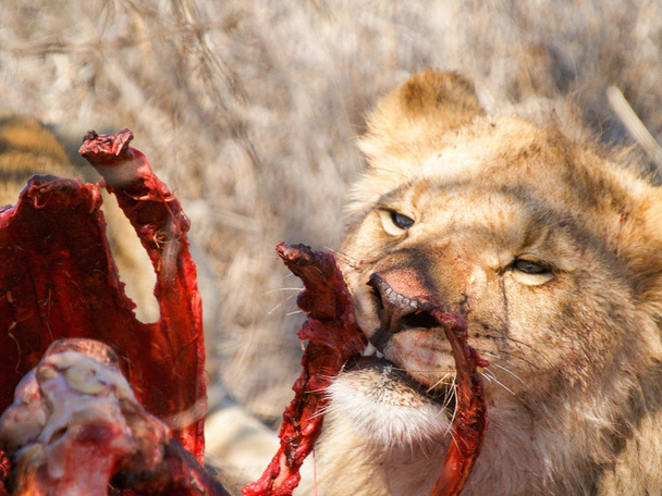 食べるライオンを殺したクーズー アンテロープ. - 写真・画像
