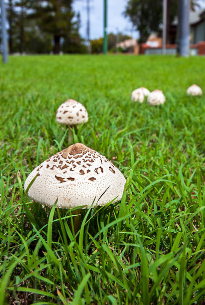 Mushrooms in New Soth Wales Australia Umbrella mushrooms - Photo, Image