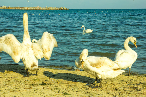 cisne mudo en un primer plano playa de arena, pájaro salvaje
 - Foto, Imagen