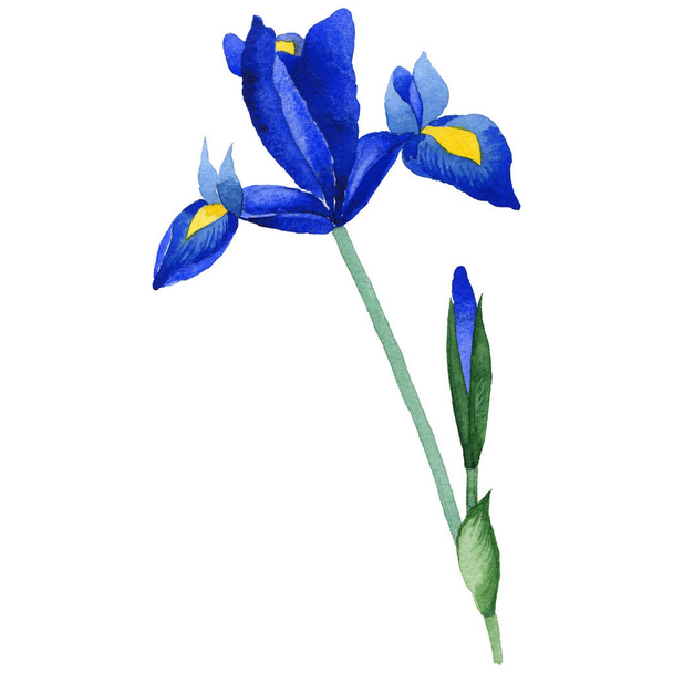 Wildflower iris flower in a watercolor style isolated. - Foto, Imagem