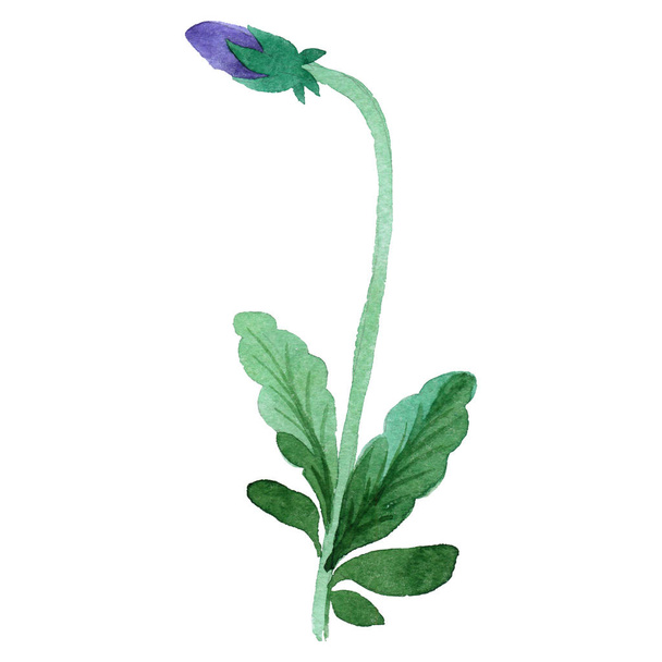 Wildflower viola flower in a watercolor style isolated. - Zdjęcie, obraz