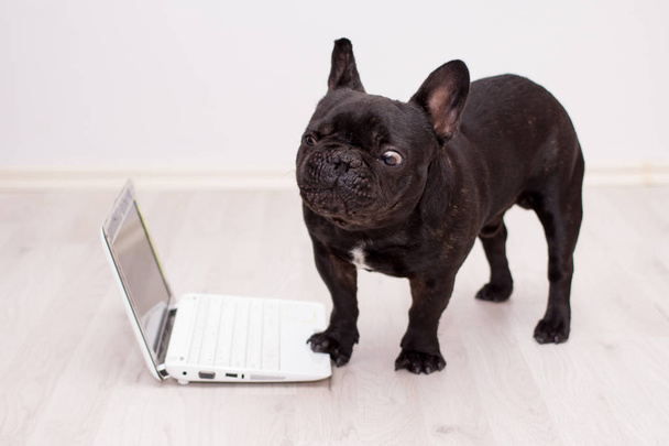 γαλλικό μπουλντόγκ σκύλου πίσω από ένα φορητό υπολογιστή - Φωτογραφία, εικόνα