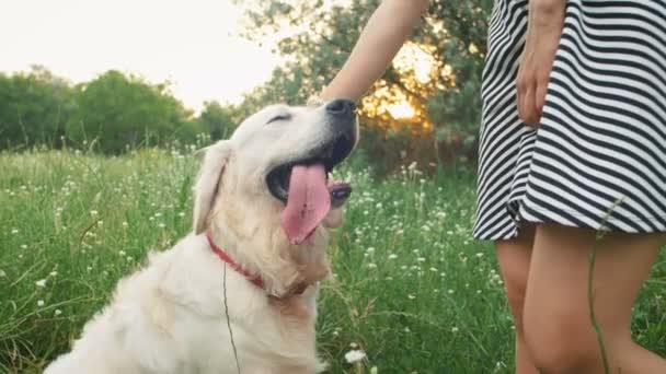 Kobieta głaskania psa w parku - Materiał filmowy, wideo