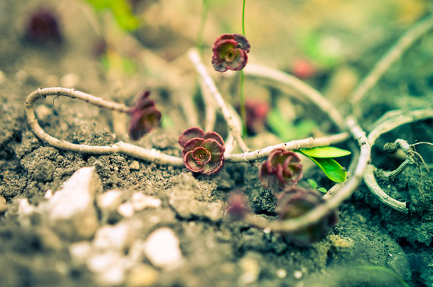 Vihreä ja punainen mehukas kukka koriste perusteella saxifrage
 - Valokuva, kuva