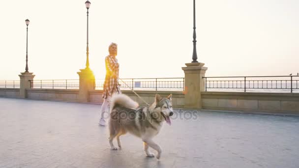 woman walking with husky - Video