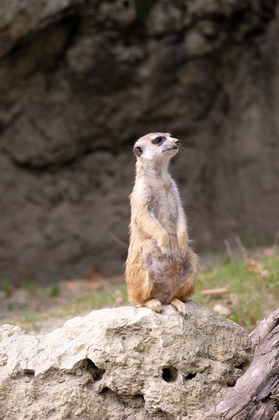 meerkat staande op guard - Foto, afbeelding