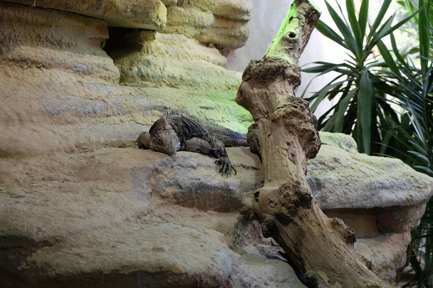 Iguana de roca cubana
 - Foto, imagen
