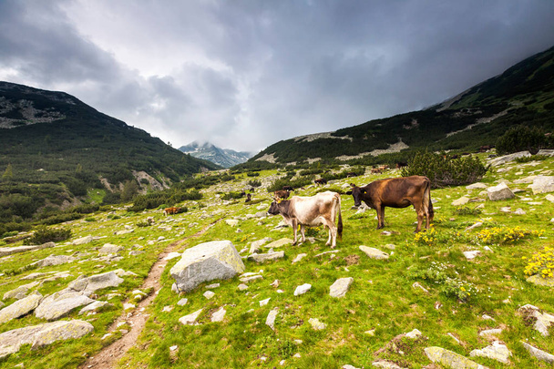Стадо корів на пасовищі в горі
 - Фото, зображення