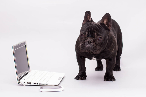 french bulldog dog behind a laptop - Foto, afbeelding