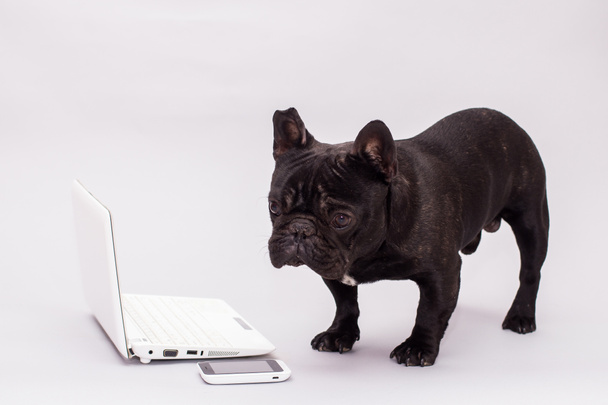 bulldog francés perro detrás de un ordenador portátil
 - Foto, Imagen
