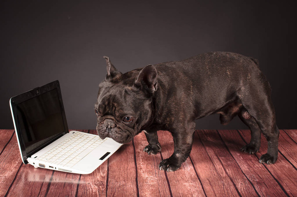 Franse bulldog hond achter een laptop - Foto, afbeelding