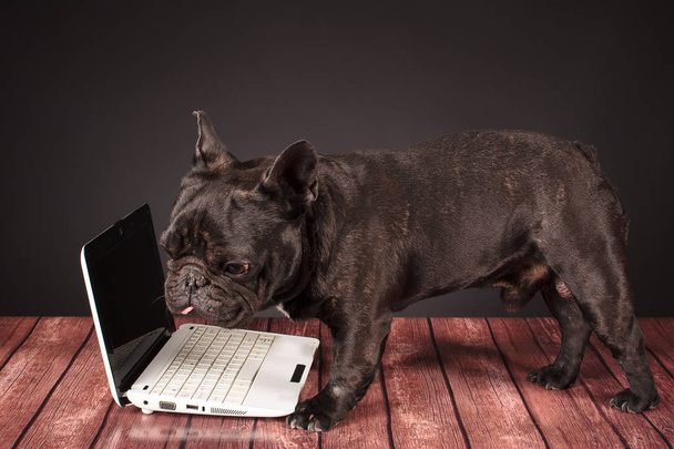 cane bulldog francese dietro un computer portatile
 - Foto, immagini