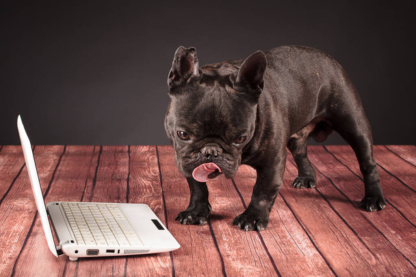 Fransız bulldog köpek arkasında bir dizüstü bilgisayar - Fotoğraf, Görsel