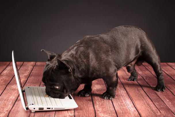 french bulldog dog behind a laptop - Фото, изображение