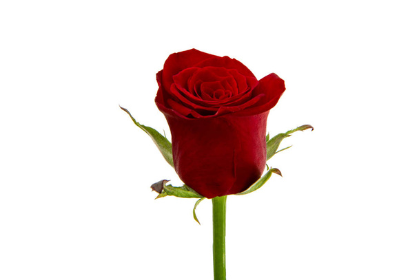 izolált vörös rózsa - Fotó, kép