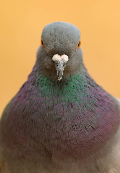 дикий голубь с красивыми перьями
  - Фото, изображение