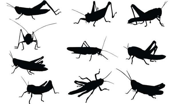 Grasshopper ilustração vetor silhueta
 - Vetor, Imagem