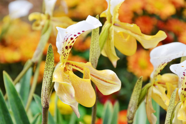 jaune dame pantoufle orchidée floraison dans le jardin
 - Photo, image