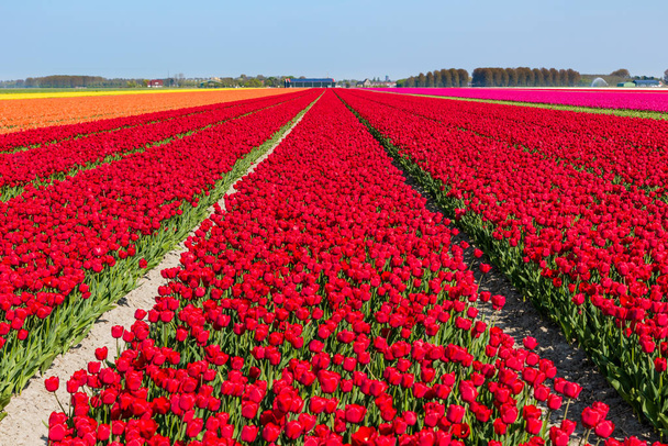 Campi di tulipani fioriti
 - Foto, immagini