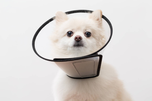 Pomeranian dog wearing protective collar - Photo, Image