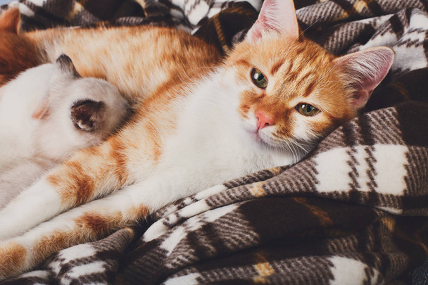 Gatto che allatta i suoi piccoli gattini a coperta plaid
 - Foto, immagini