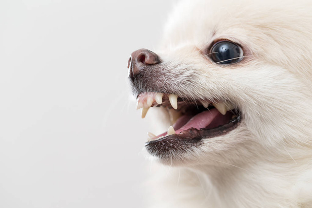 Pomeranian köpek havlıyor - Fotoğraf, Görsel