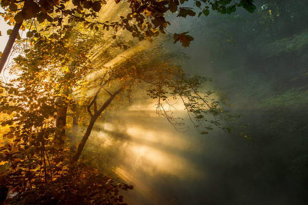 Beautiful bright sunbeams make their way through the morning mist and the foliage of trees. Picturesque landscape. - Foto, imagen