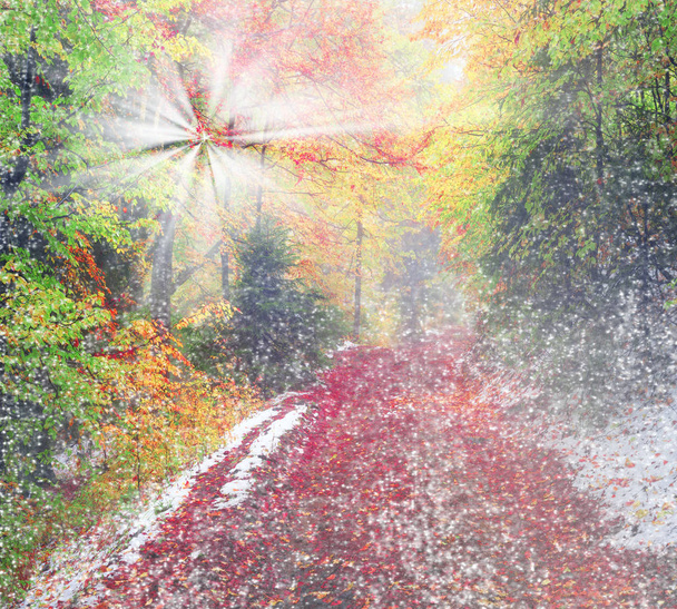 秋の森の最初の雪 - 写真・画像