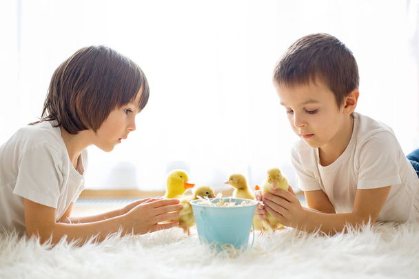 Cute little children, boy brothers, playing with duckling spring - Photo, Image