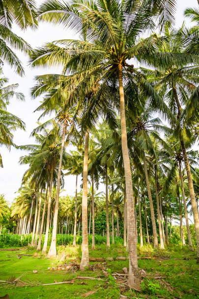 tropische Palmen auf Insel - Foto, Bild