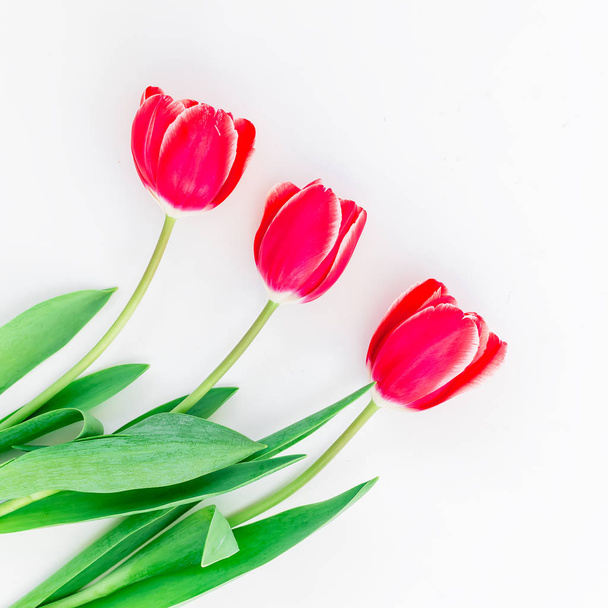 Tender tulip flowers - Фото, зображення