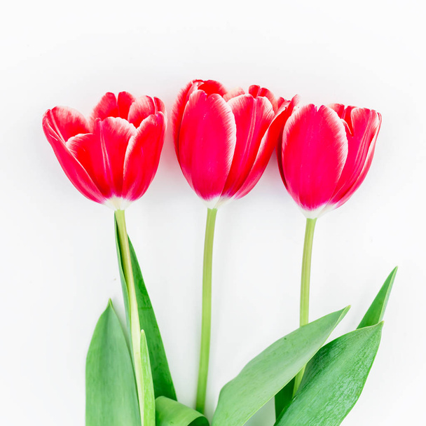 Kwiatów tulipanów przetargu - Zdjęcie, obraz