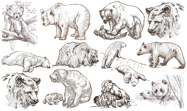 Animals around the World. Bears. An hand drawn full sized pack.  - 写真・画像
